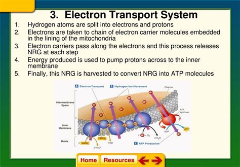 electron transport system ppt